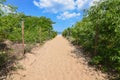 Path to sandy beach by Baltic sea