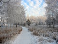 Path to the snow-covered winter park. Frosty trees Royalty Free Stock Photo