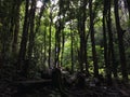 Path to Uluwehi Falls, Secret Falls in Summer in Wailua on Kauai Island in Hawaii. Royalty Free Stock Photo