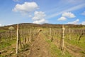 Path to Vineyards Royalty Free Stock Photo
