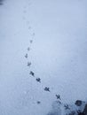 A path from the tracks of a fleeing bird in the snow.