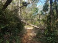 Path or trail in the Guajataca forest in Puerto Rico with fallen trees after hurricanes Irma and Maria