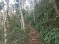 Path or trail in the Guajataca forest in Puerto Rico with green leaves and trees