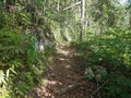 Path or trail in the Guajataca forest in Puerto Rico with green leaves and trees