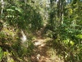 Path or trail in the Guajataca forest in Puerto Rico with green leaves and trees