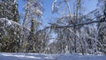 The path is trampled in the snowdrifts of the winter forest. Royalty Free Stock Photo