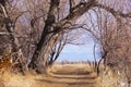 Path Through Tree Arch to Peaceful Beyond