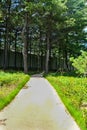 Path Tree Trail Background