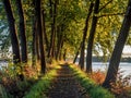 Path through tree trunks in a wood with fallen leaves in autumn sunlight Royalty Free Stock Photo