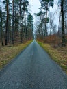 Path among the trees: Asphalt magic of the forest Royalty Free Stock Photo