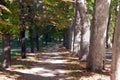 Path between trees in autumn at Casa de Campo, Madrid