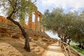 The path and trees below the Temple of Juno Tempio di Giunone - Hera Lacinia in Valley of the Temples Valle dei Templi Royalty Free Stock Photo