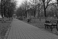 Path with trees and benches in a park, good for background, monochrome colors Royalty Free Stock Photo