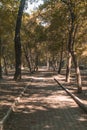 Path between trees at Bosque de Chapultepec