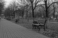 Path with trees and benches in a park, good for background, monochrome colors Royalty Free Stock Photo