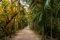 Path with trees in Corrego Grande Municipal Park, Florianopolis Royalty Free Stock Photo