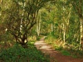 Path through trees at Fairburn Ings, Yorkshire, England Royalty Free Stock Photo