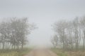 Thick fog on a country road with trees on both sides Royalty Free Stock Photo