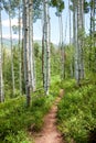 Path between trees in forest Royalty Free Stock Photo