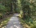 Path between the trees in the forest where the pilgrims walk in the Camino de Santiago, Spain. Royalty Free Stock Photo