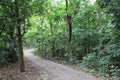 path and trees in the jungle at ubin island (singapore) Royalty Free Stock Photo