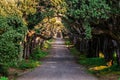 A path through the trees leading to the Villa Falconieri. Frascati. Rome. Italy.