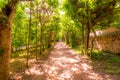 Path through the trees in public park. Romantic landscape nature scene. Soft light Royalty Free Stock Photo