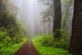 Path Through the Trees