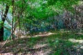 Path through the trees