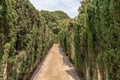 Path through trimmed cypress trees in maze