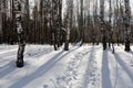 A path trodden in the snow in a birch forest. Winter weekend concept. Walk in the park Royalty Free Stock Photo