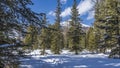 A path trodden in snowdrifts in the taiga.