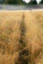 A path trodden in the tall grass in a wild meadow.