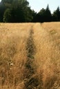 A path trodden in the tall grass in a wild meadow.