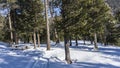 The path is trodden in the winter forest.