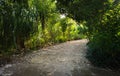 Path in tropical forest. Sunlight through trees in rainforest. Walkway in garden. Tropical park landscape.