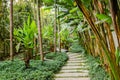 Path in a tropical garden Royalty Free Stock Photo