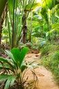 Path in tropical rainforest. The Vallee De Mai palm forest ( May Valley), island of Praslin, Seychelles Royalty Free Stock Photo