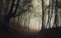 Path trough a dark mysterious forest with fog in autumn Royalty Free Stock Photo