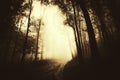 Path trough dark mysterious forest with fog Royalty Free Stock Photo