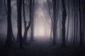 Path trough fantasy forest with mysterious fog Royalty Free Stock Photo