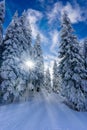 Path trough mountain forest on a sunny winter day Royalty Free Stock Photo