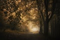 Path trough mysterious forest in autumn Royalty Free Stock Photo