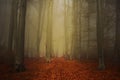 Path trough a strange forest with fog in autumn Royalty Free Stock Photo