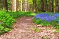 Forest path through the Bluebells Royalty Free Stock Photo
