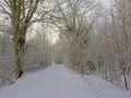 Path through a tunnel of bare winter trees and shrubs, covered in snow Royalty Free Stock Photo