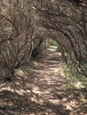 Path through a tunnel formed by small coastal trees