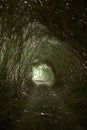 The path through the tunnel of reeds towards the light