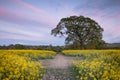 A path between two fields of oil seed rape flowers Royalty Free Stock Photo