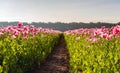 Path between two fields with pink flowering poppies Royalty Free Stock Photo